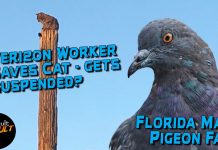 Verizon Worker Saves Cat